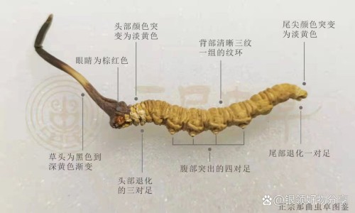 四川陈香胃片功效说明书网 | 陈香胃片治疗胃病的效果,陈香胃片的功能主治