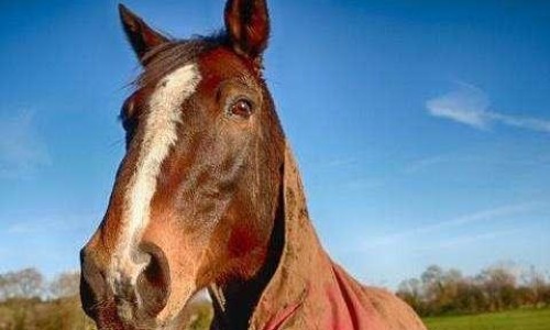 陈香胃片的十大禁忌-四川陈香胃片功效说明书网 | 陈香胃片治疗胃病的效果,陈香胃片的功能主治